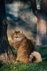 cute cat sitting next to a tree on a summer sunset © Toni