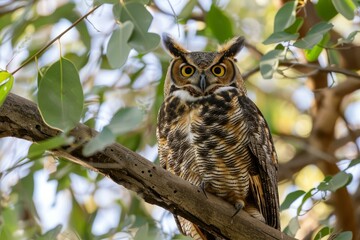 Great horned owl resting on a branch in an eucalyptus tree, observing its surroundings