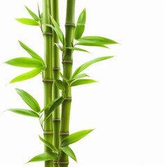 Naklejka premium Three bamboo shoots are growing against a white background with lush green leaves