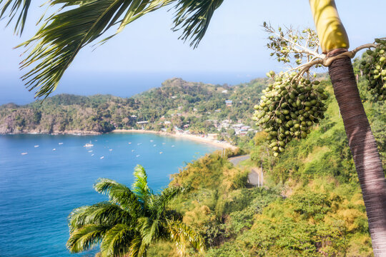 Castara Bay framed by palm fronds. The clear water, sandy beach, and lush hills making it a perfect destination for eco tourists and authentic Caribbean experience lovers. Tobago island.