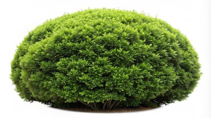 Ornamental Shrub, Green Bush, Sphere Shape