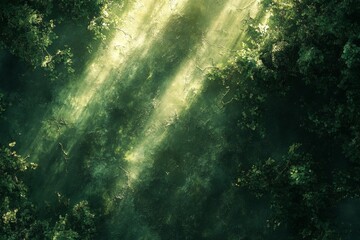 Obraz premium Serene Forest Canopy Bathed in Sunlight: A Tranquil Nature Scene Captured in the Woods Where Greenery Flourishes