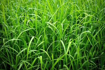 Obraz premium Vibrant green grass thrives in a field, creating a natural and refreshing backdrop