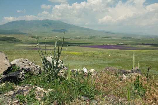 Field near Ara ler Kotayk