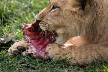 lion eats meat