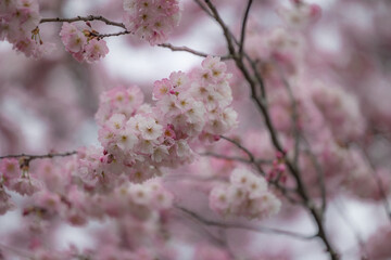 Kirschblüte