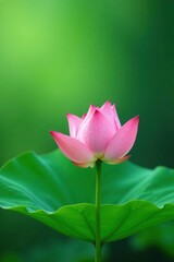 Obraz premium Lotus leaf with a few leaves and flowers on a stem, foliage, green background, lotus leaf