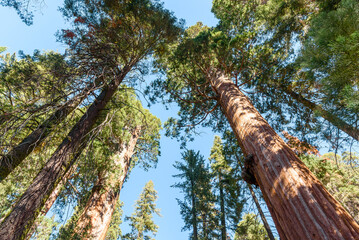 View form below of giant sequoia trees on a clear autumn morning