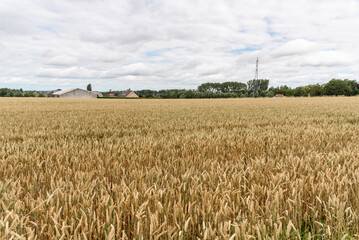 View of a wheat field in the countryside of Belgium on a cloudy summer day