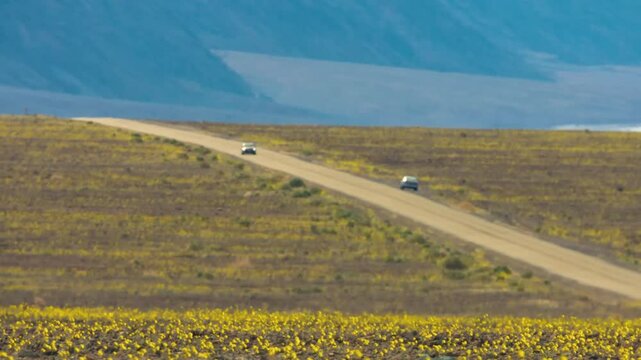 A scenic road stretches across Death Valley National Park, California, during the spring of 2005. Vibrant wildflowers bloom alongside the road, creating a stunning contrast in this 4K UHD footage.
