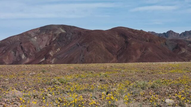 This vibrant 4K UHD footage showcases the desert yellow aster blooming during the rare super bloom in Death Valley National Park, California. Captured in the Panamint Range, these flowers create a sea