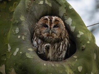 owl on a branch