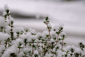 Thymian im Schnee
