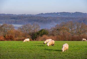 Sheep in a field in High Weald, East Sussex, England, in autumn