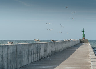 Fototapeta premium seagulls on the pier