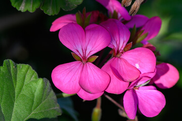 Vibrant pink blossoms emerge under sunlight amidst lush green foliage in a tranquil garden setting