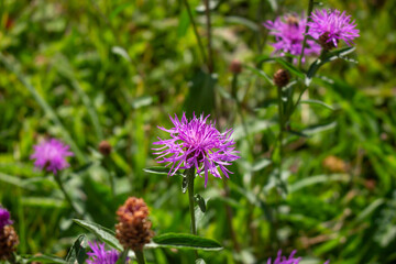 Clover (Trifolium pratense) grows in the meadow among the grasses