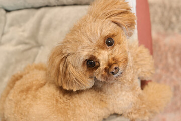 お座りしているトイ・プードル