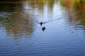 female mallard duck on pond