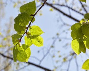 Green leaves of trees in the garden in spring. Greenery in the rays of light. Blurred image, selective focus