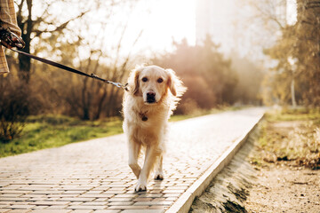 Golden retriever walking on leash in sunny park