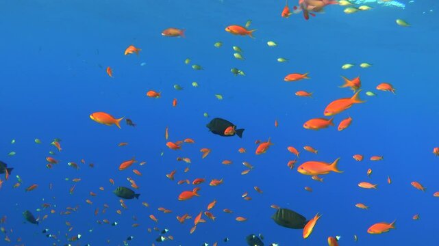 School of small red fishes (lyretail anthias) in the blue sea. Underwater video