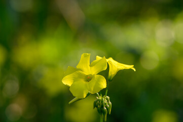 Delicate yellow flowers bloom amidst a lush green background during the warm spring afternoon