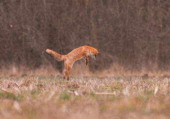 An action sequence of a fox jumping and diving into a field