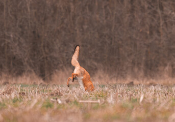 An action sequence of a fox jumping and diving into a field