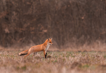 Clever fox (vulpes vulpes) looking for a food