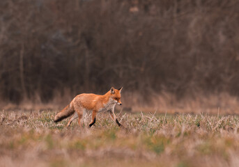 Clever fox (vulpes vulpes) looking for a food