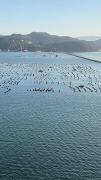 oyster fishing farm on the water La Spezia, Italy Celebrity Constellation cruise ship at La Spezia port. La Spezia is localized yn the southern part of the Liguria region.