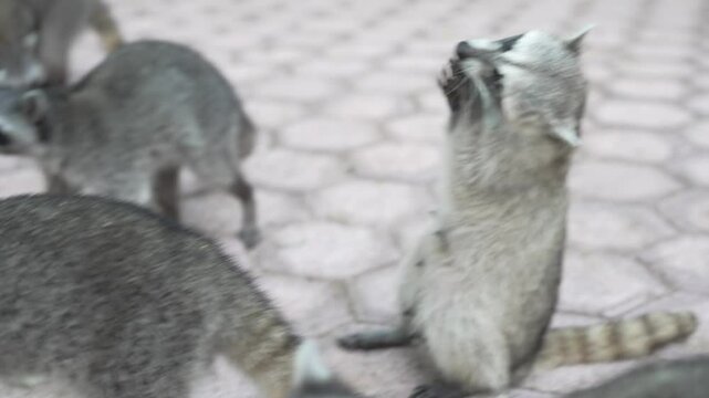 Raccoons in park