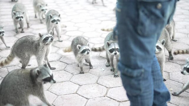 Raccoons playing in park