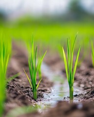 Obraz premium Young rice plant seedlings in a nursery. Emphasizing growth and the beginning of the cultivation process. Ideal for agricultural studies and environmental education.