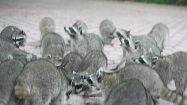 Raccoons playing in Park