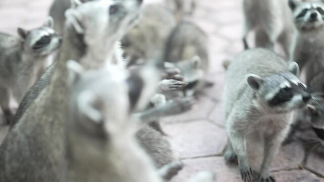 Raccoons playing, in park