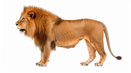 Obraz premium A majestic lion in profile, showcasing its powerful build and regal mane against a white backdrop.