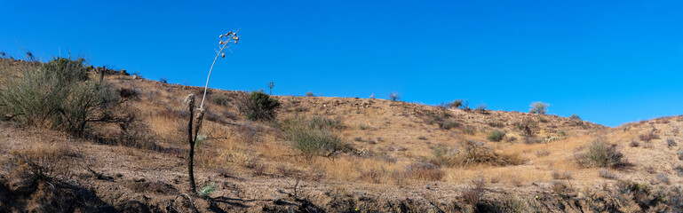 A panoramic picture of the Tonto National Forest in Arizona