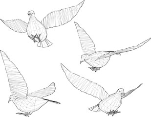 Adobe Illustrator Artwork