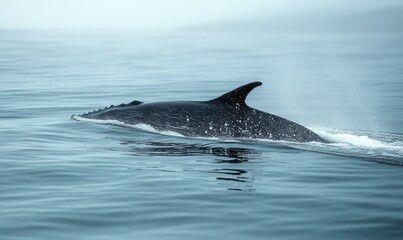 Fototapeta premium Dark whale swims, ocean waves, misty day.