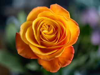 Rosa cor de laranja em fundo desfocado.