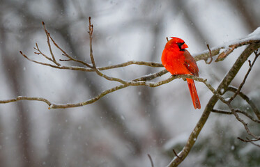 Northern cardinal male sits on a branch on a snowy January day showing bright red a gray background