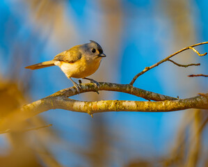 Tufted titmouse perched on a branch with a bright blue sky in the background