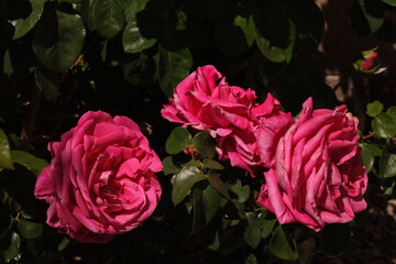 pink roses in garden