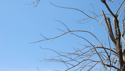 Dead trees in the clear sky