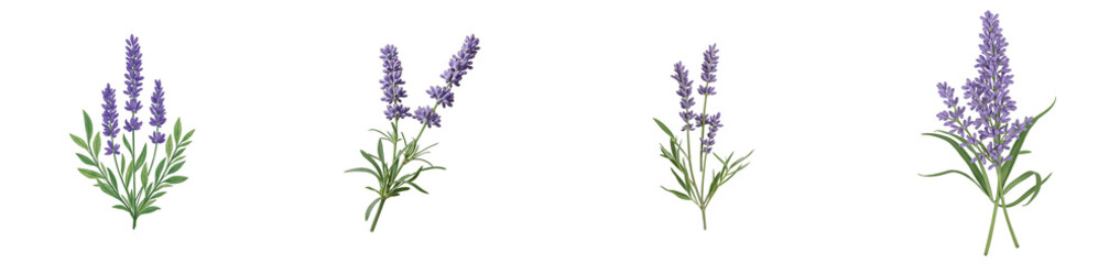Fototapeta premium Elegant lavender branch with tall blooms on white backdrop, cut out collection pack