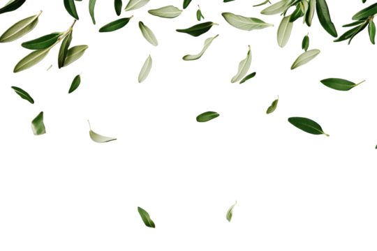 Falling rosemary leaves isolated on white, cut out