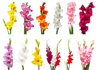 Collection gladiolus spring flowers isolated on white background. Yellow, red, pink, orange, purple, green. Flat lay, top view