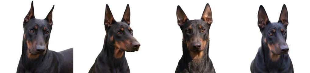 Closeup of Doberman with sleek black and tan fur intense gaze, cut out collection pack